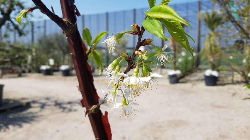 Prunus serrula 250-300 cm